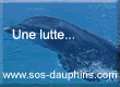 La banni�re de SoS Dauphins!